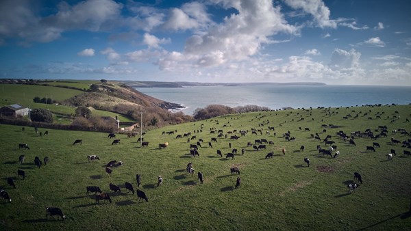 Cows grazing at Caulston Farm